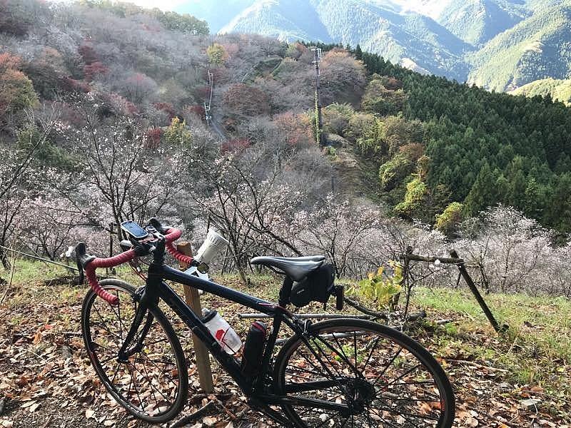 桜を背にした自転車