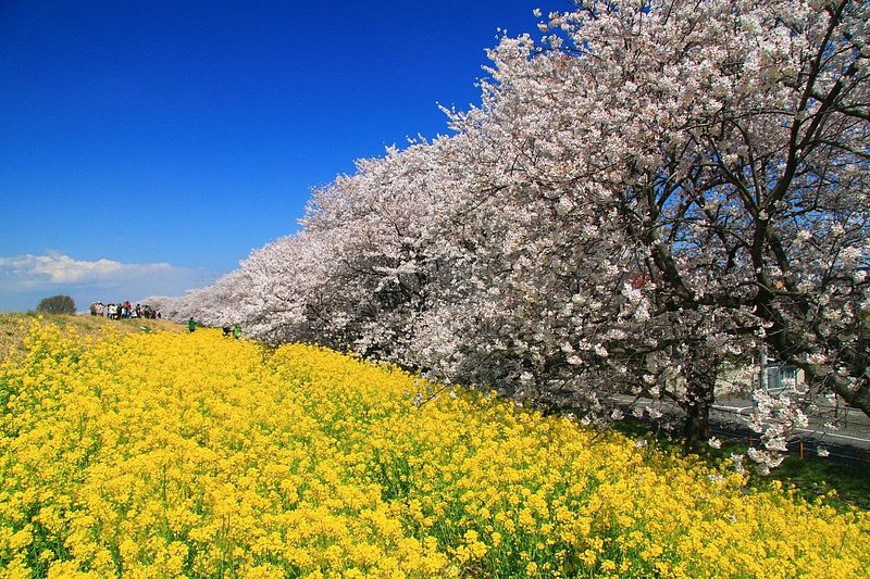 桜並木と青空