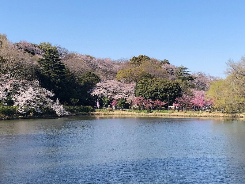 公園の池と満開の桜