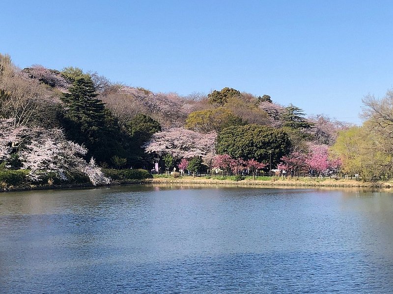 公園の池と満開の桜
