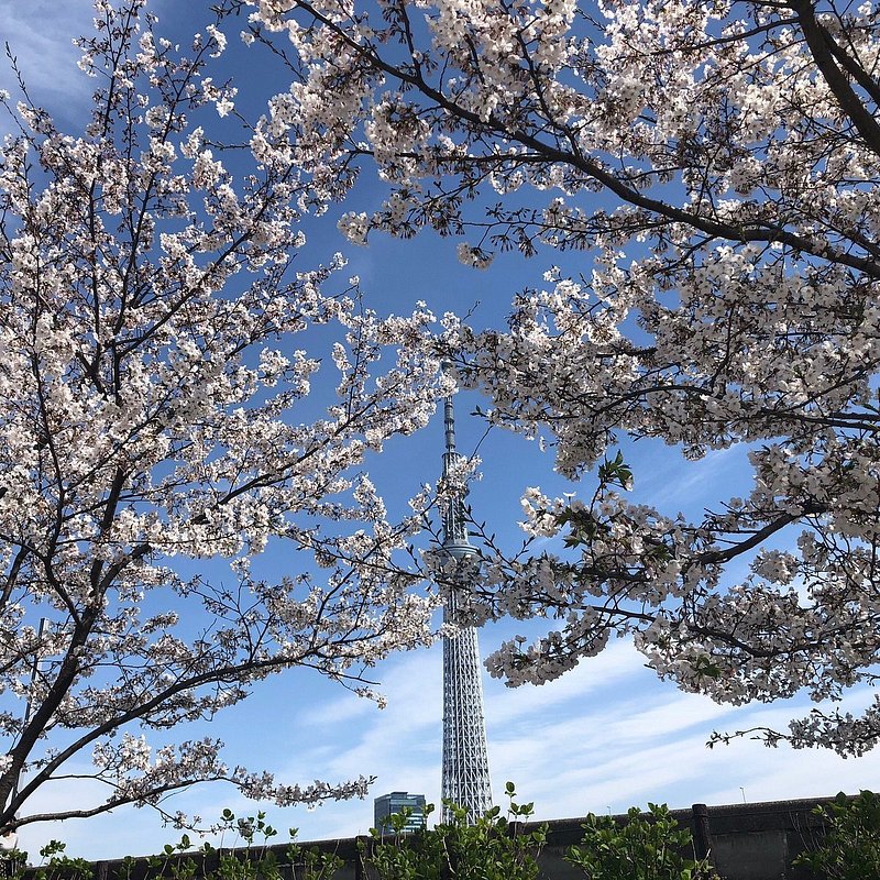 スカイツリーを背に映る桜