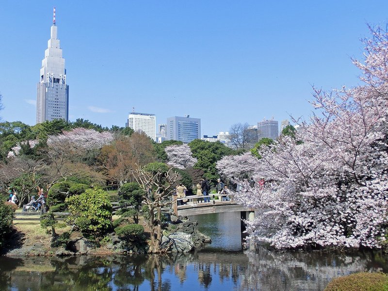 高層ビルが背景の桜