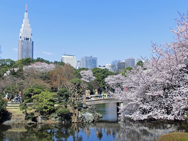 高層ビルが背景の桜