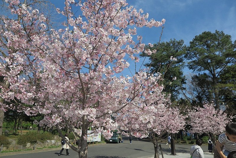 満開に咲いた桜