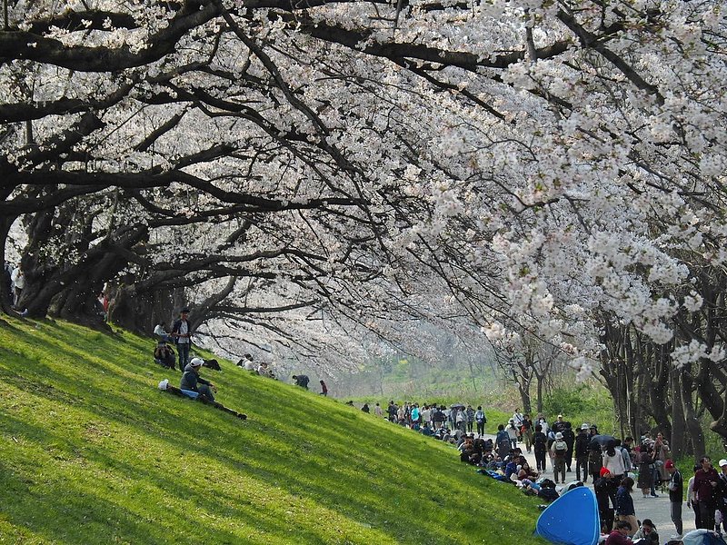 桜トンネルを歩く観客