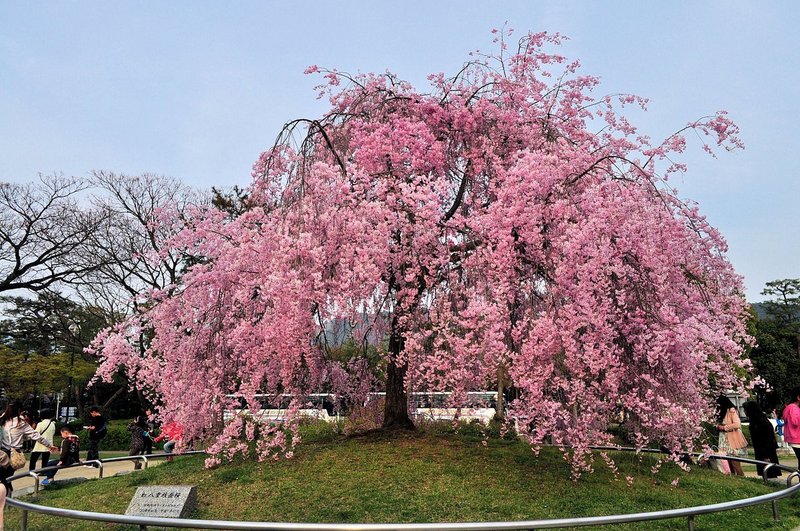 満開の紅しだれ桜