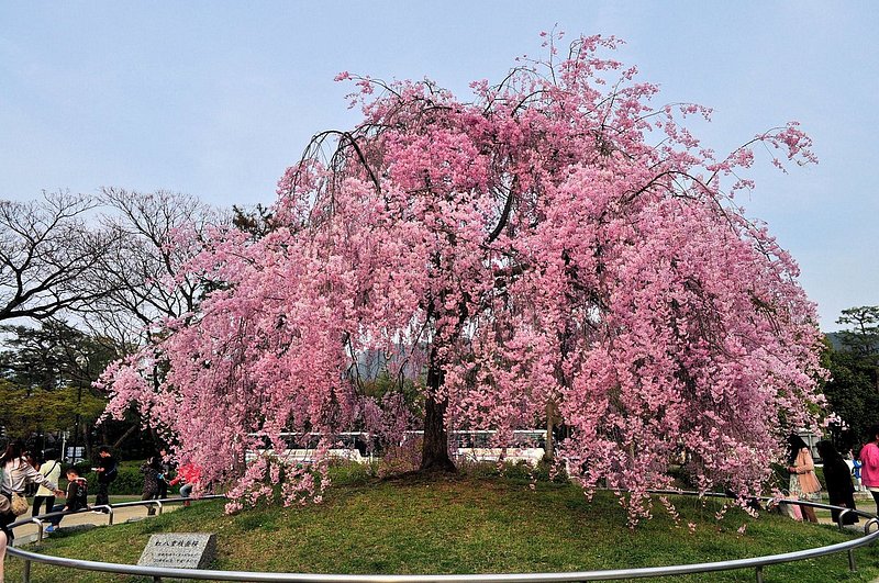満開の紅しだれ桜