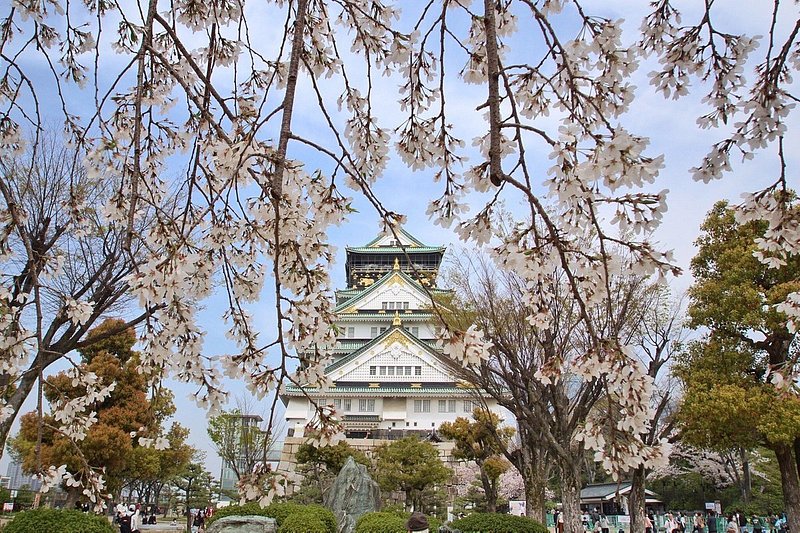 大阪城を背景にした桜