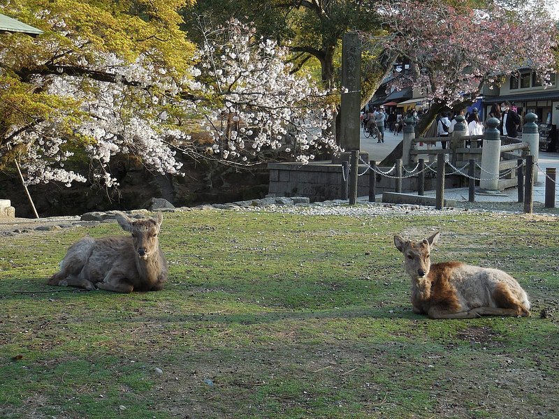 桜の下で休むシカ