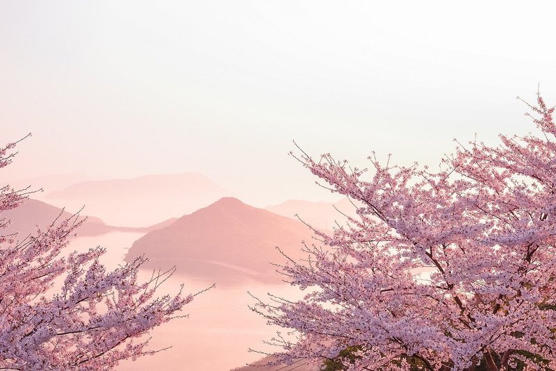 霧の中の桜と瀬戸内海