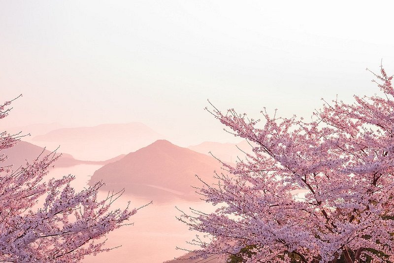 霧の中の桜と瀬戸内海