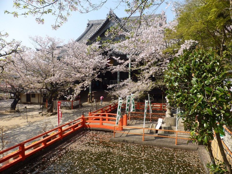 満開の桜とお寺