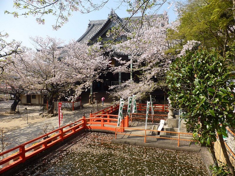満開の桜とお寺