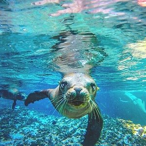 Espiritu Santo Island - La Paz