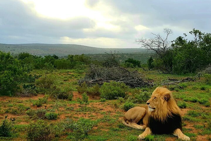 Tripadvisor Ganztägige Addo Und Schotia Private Game Reserve Zur Verfügung Gestellt Von Just 1268