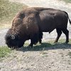 papa60bear