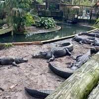 St. Augustine Alligator Farm Zoological Park - All You Need to Know ...