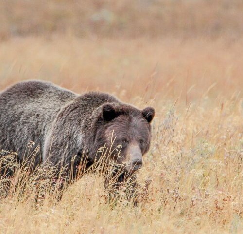 THE 15 BEST Things to Do in Yellowstone National Park - UPDATED 2023 ...