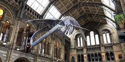 Natural History Museum in Kensington, London