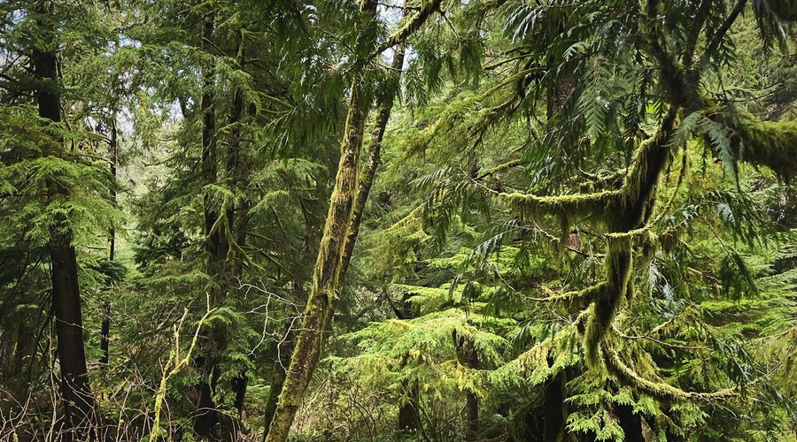 Beautiful old-growth forest.