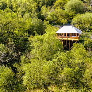 Black Wolf Treehouse nestled in the tree canopy.