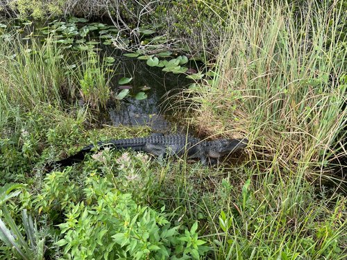 Everglades National Park review images