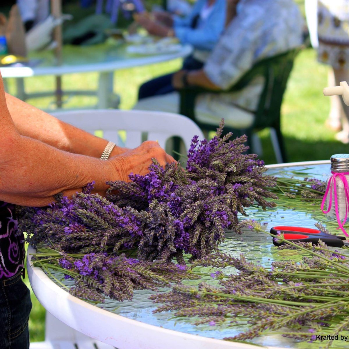 Helvetia Lavender Festival (Hillsboro, OR) Address, Phone Number