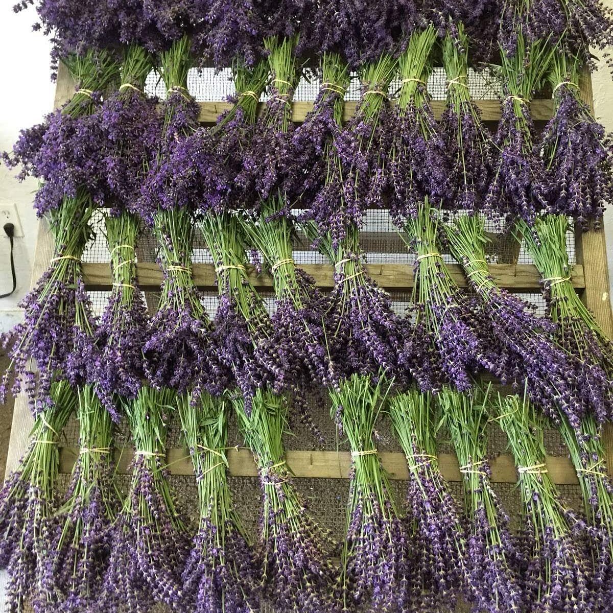 HELVETIA LAVENDER FESTIVAL (Hillsboro) Ce qu'il faut savoir