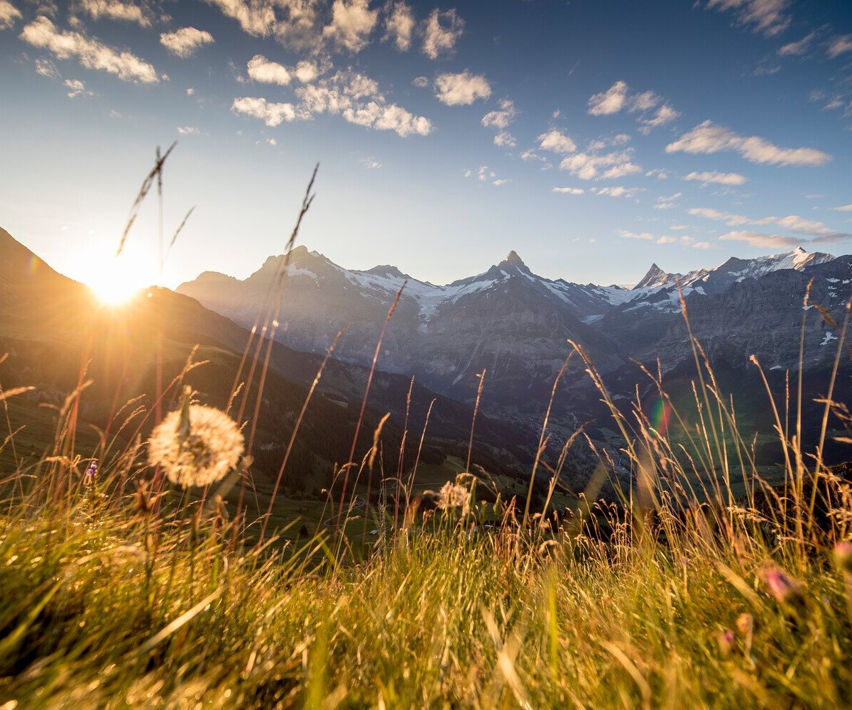 Fromagerie d’alpage (Grindelwald, Switzerland): Hours, Address ...