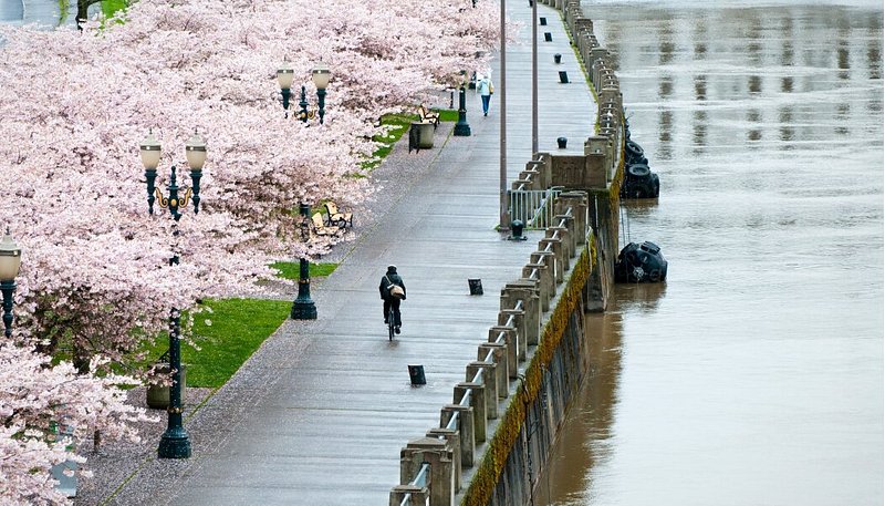 13 best places to see cherry blossoms in 2023 - Tripadvisor