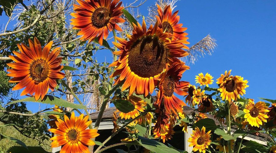 Autumn Flowers