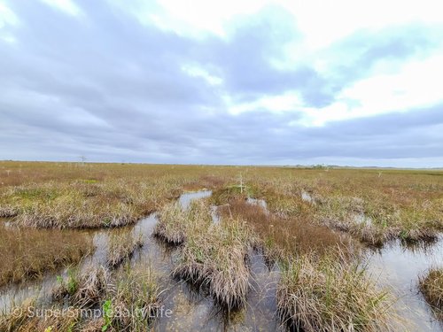 Everglades National Park Super Simple Salty Life review images