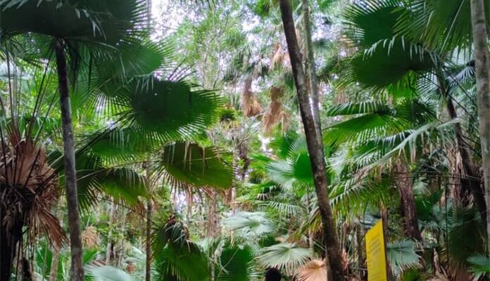 Padang Tujuh is a unique and magical place to explore because of its different types of vegetation. This journey will take you awed into the wonder of Endau-Rompin, with three different views of forest to experience. The first part of the hike, take you through the dense dipterocarp forests with gigantic trees, the garden of palm dominated by endemic species (Livistona Endauensis) and upon reaching the peak of the Padang Tujuh, visitors will be amazed at the various type of pitcher plants.