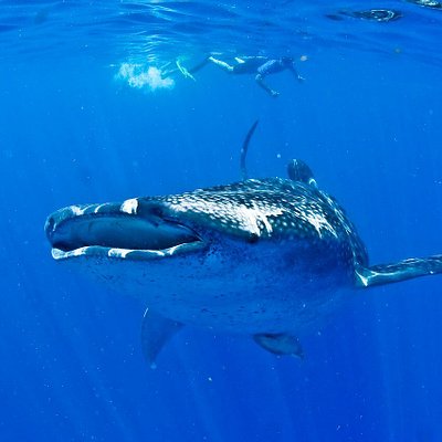 Swimming with whale sharks in Cancun