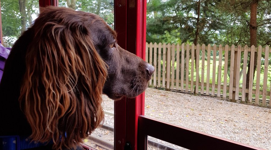 Dog friendly attarction