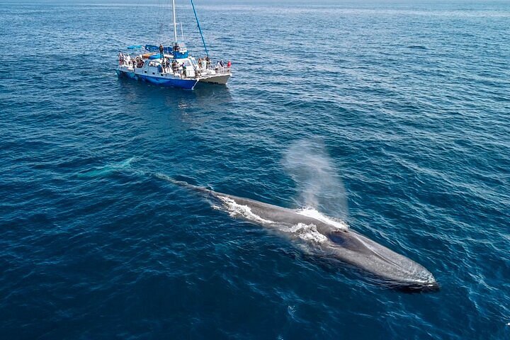 Dana Point Whale Watching: Your Guide to World's Best Whale Watching