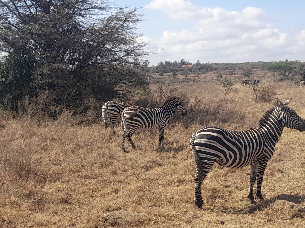 Africa budget tour (Nairobi, Kenya): Address, Phone Number - Tripadvisor