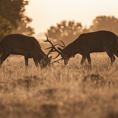 Silhouette of deers at Richmond Park in London at sunset