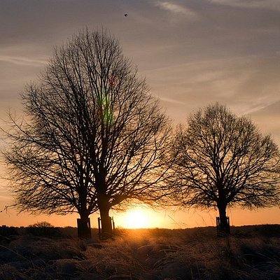 Silhouette of trees at Richmond Park in London at sunset