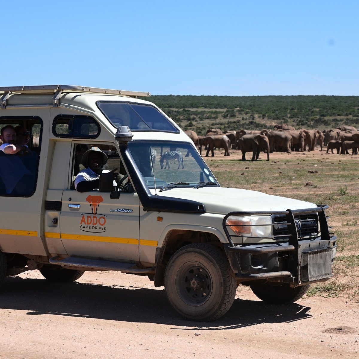 Addo Game Drives, Порт-Элизабет: лучшие советы перед посещением -  Tripadvisor