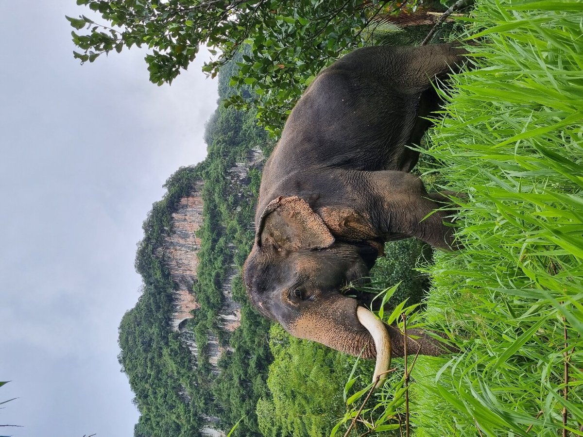 Sonchana Farm and Elephant Sanctuary, Сураттхани: лучшие советы перед  посещением - Tripadvisor