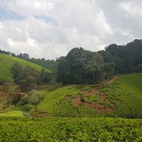 Kiambethu Farm (Limuru) - All You Need to Know BEFORE You Go