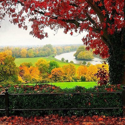 Fall foliage at Richmond Park in London
