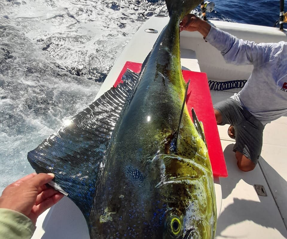 My 7 year old with her Needle fish that is taller than our guide! - Picture  of Gamefisher II Costa Rica, Playa Flamingo - Tripadvisor