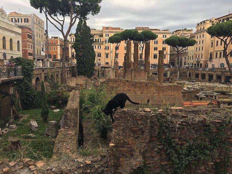 A black cat amongst the ruins at Largo di Torre Argentina in Rome