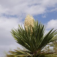 Desert Botanical Garden (Phoenix) - All You Need to Know BEFORE You Go