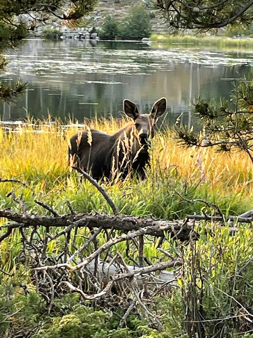 Rocky Mountain National Park Jennifer J review images