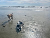 can you bring dogs to huntington beach