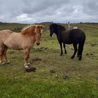 Arctic Horses (grindavik) - All You Need To Know Before You Go