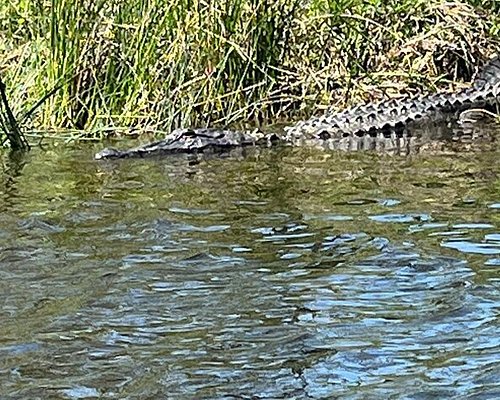 swamp fishing tour new orleans